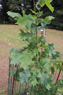 Quercus texana - dub texaský - listy